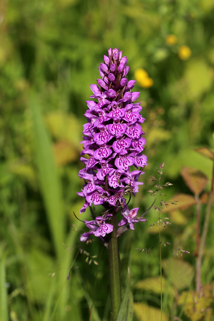 Leopard Marsh Orchid Dactylorhiza praetermissa var. junialis