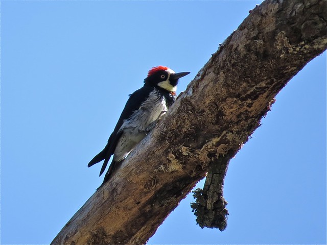 Acorn Woodpecker at Madera Canyon in Santa Cruz County, AZ