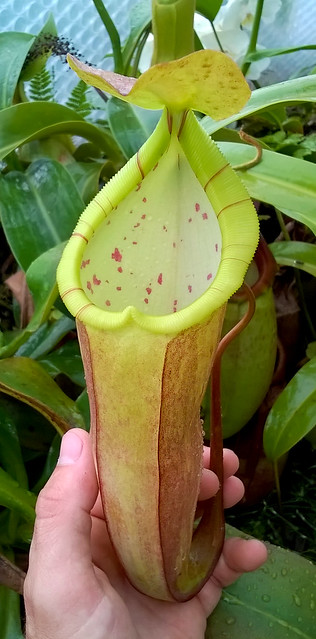 Népenthes 20224091945_d20cae8151_z