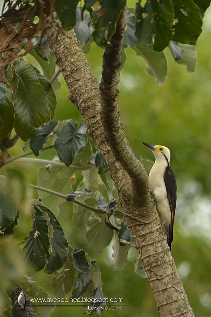 Carpintero blanco (White Woodpecker) Melanerpes candidus