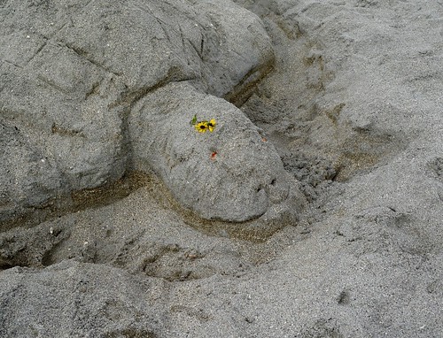Sand turtle