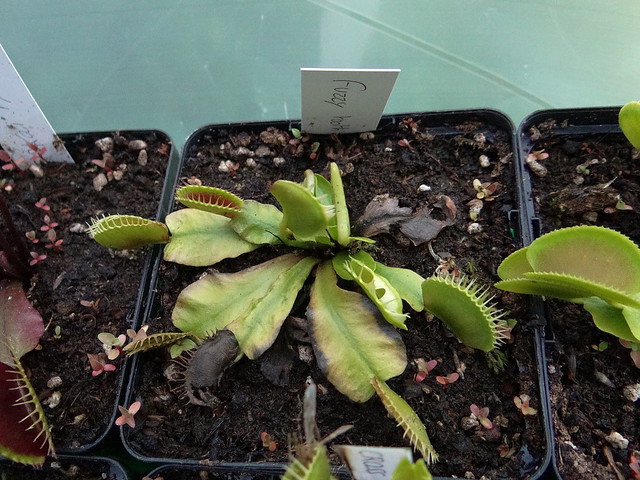 Dionaea muscipula 'Fuzzy tooth'