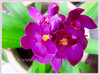 Spathoglottis plicata (Ground Orchid, Large Purple Orchid, Pleated Leaf Spathoglottis, Common Spathoglottis, Philippine Ground Orchid)
