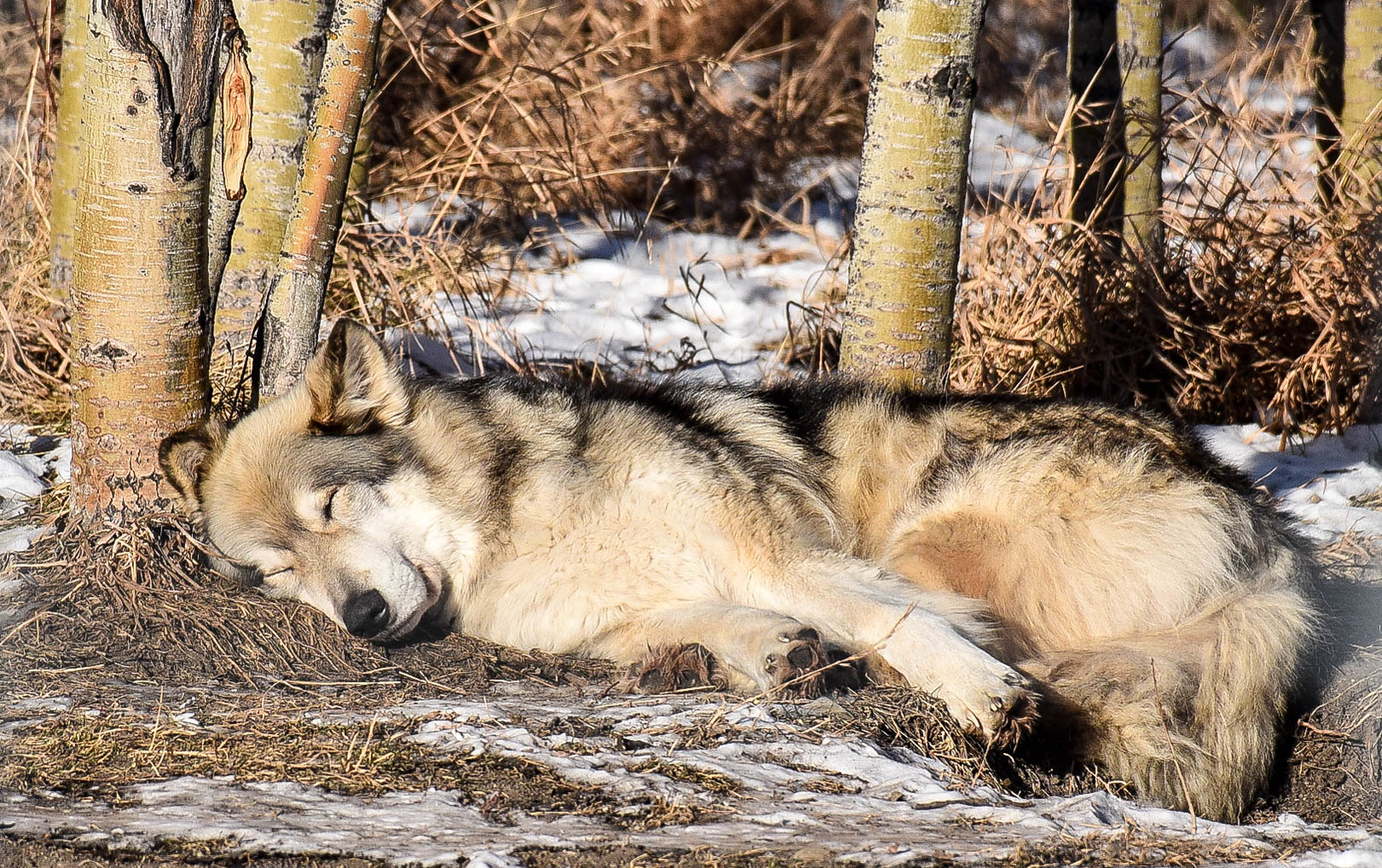 wolfdog rescue