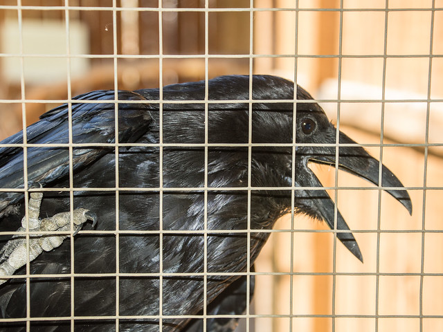 curious raven