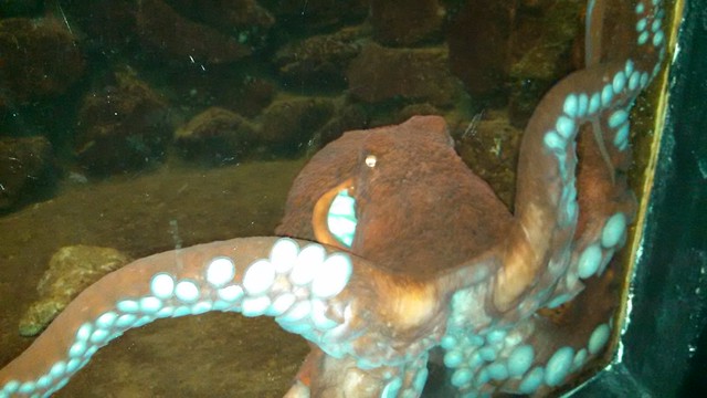 Octopus at the Seaside Aquarium