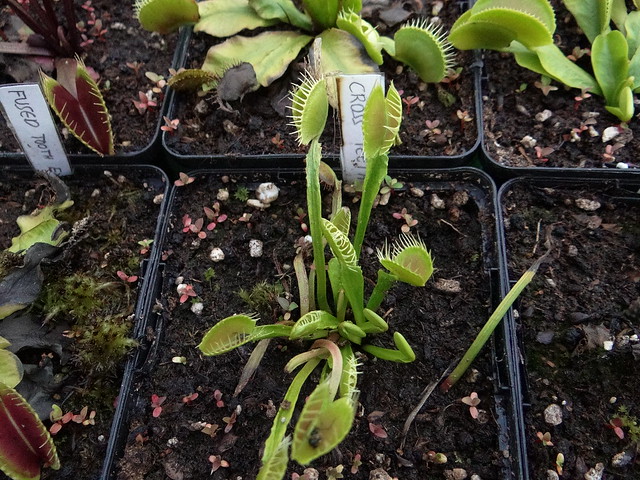 Dionaea muscipula 'Cross teeth'