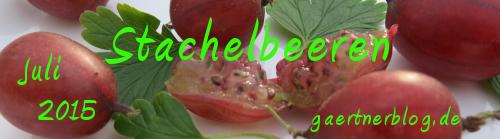 Garten-Koch-Event Juli: Stachelbeeren [31.07.2015]