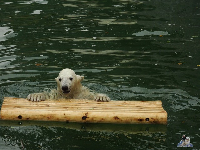 Eisbär Fiete im Zoo Rostock 20.06.2015  36