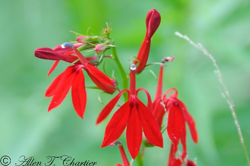 Lobelia cardinalis (Cardinal-Flower)