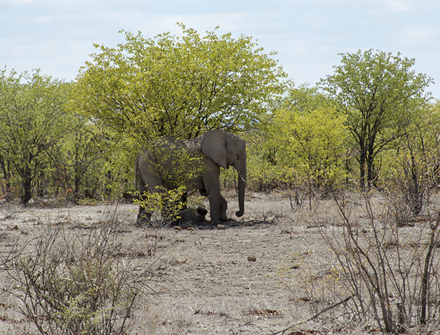 NAMIBIA & KRUGER por libre: 21 días Very WILD - Blogs de Africa Sur - Parque Nacional ETOSHA (10)