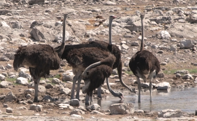 NAMIBIA & KRUGER por libre: 21 días Very WILD - Blogs de Africa Sur - Parque Nacional ETOSHA (28)