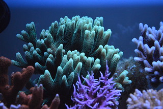 EdoVan's Shallow Nano Reef 150L - Page 4 17726581113_862500df8e_n