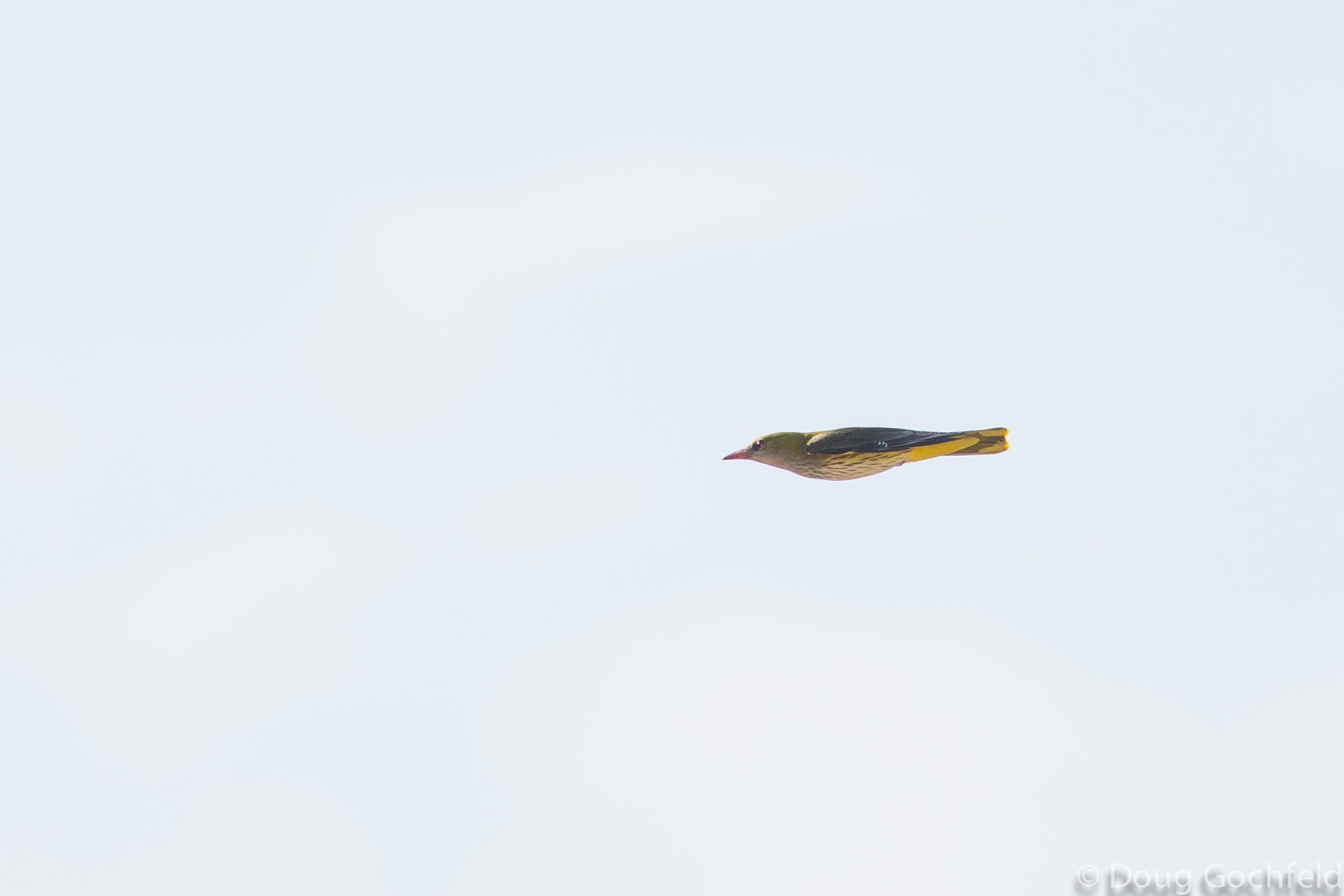 Eurasian Golden Oriole in Flight