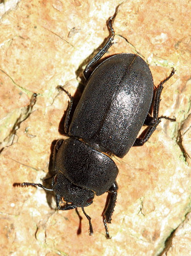 Beetle 9296