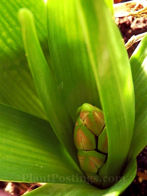 hyacinth bud