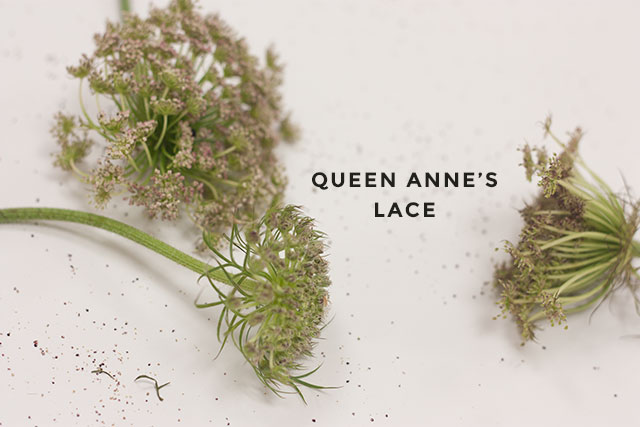 queen-annes-lace