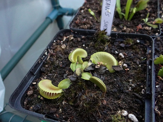 Dionaea muscipula 'Jaws smiley'