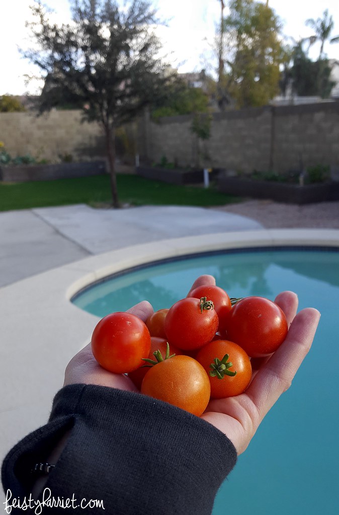 Arizona Backyard Gardening_fall planting_tomatoes 2_feistyharriet_Dec 2016