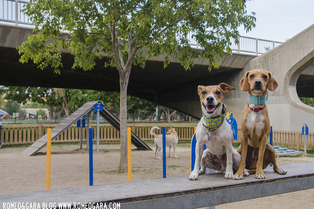 Pequeños Perros En El Parque Foto de archivo - Imagen de perros