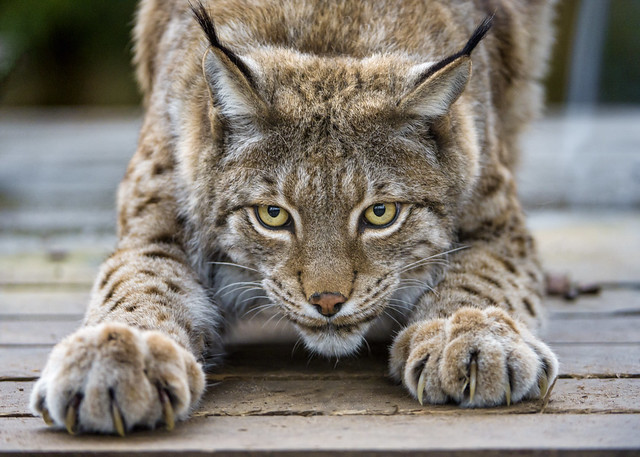 Stretching lynx II