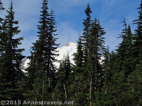 Mt. Baker peeks through the trees along the Lake Ann Trail, Mt. Baker-Snoqualmie National Forest, Washington