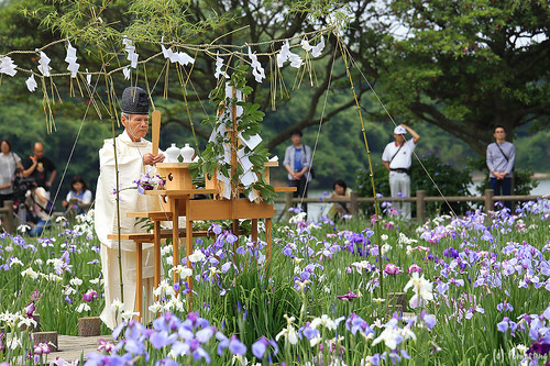 Japanese Iris Flower Festival 2015