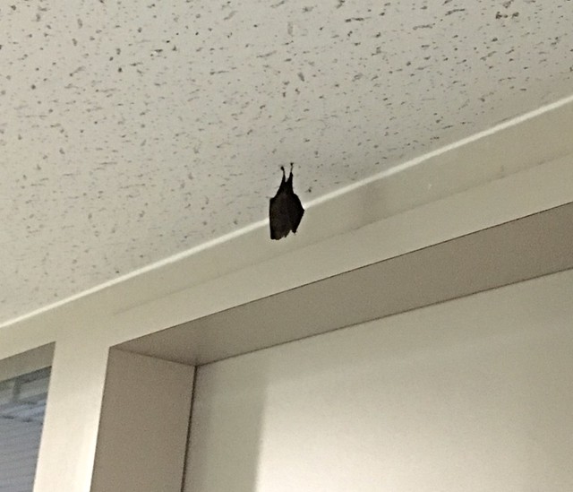 蝙蝠到玉書辦公室繞一圈停在門口