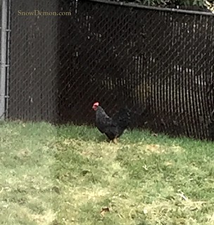 20170130 - 2 chicken visitor