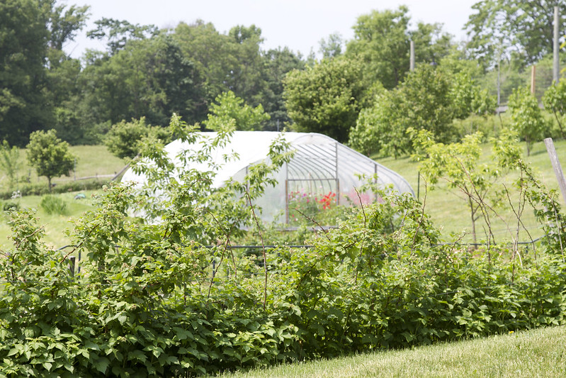 out and about: stone barns center for food and agriculture | reading my tea leaves