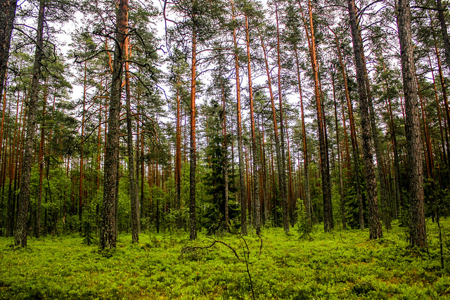 Parque nacional de Lahemaa en Estonia