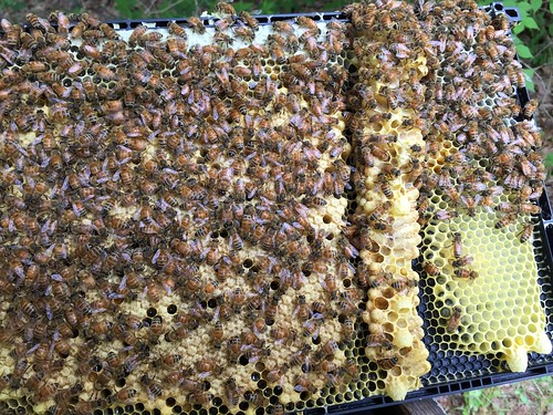 queen swarm cells