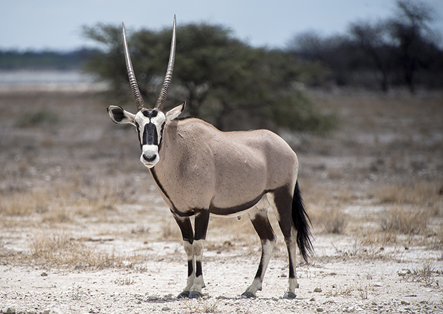 NAMIBIA & KRUGER por libre: 21 días Very WILD - Blogs de Africa Sur - Parque Nacional ETOSHA (27)
