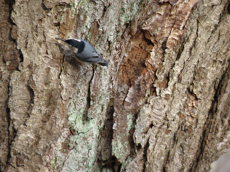 Nuthatch by Penny O'Connor