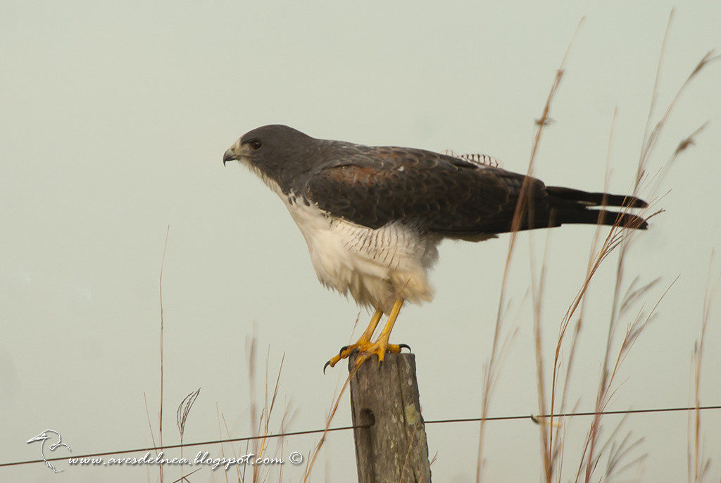 Aguilucho alas largas (White-tailed hawk) Geranoaetus albicaudatus