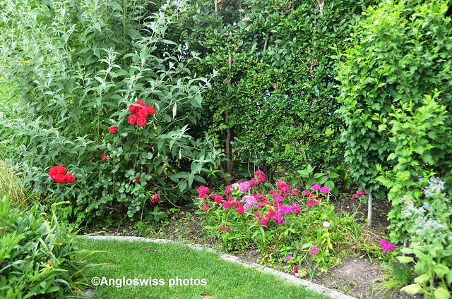 Roses and Sweet William in Garden