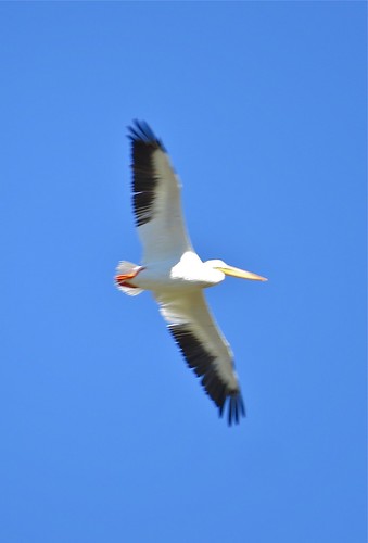 American White Pelican near Trout Creek at Yellowstone National Park in Park County, WY