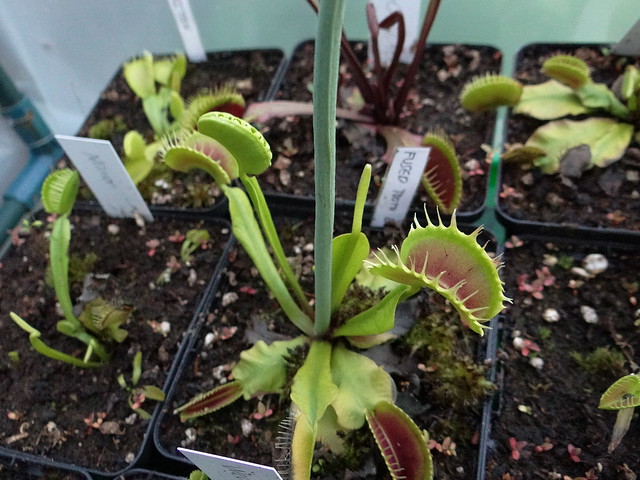 Dionaea muscipula 'Fused tooth extreme'