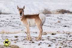 Antelope islande Utah