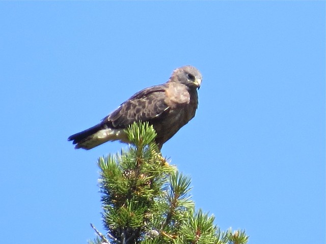 Swainson's Hawk by Yellowstone Lake near Bridge Bay at Yellowstone National Park in Park County, WY 08