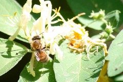 bee on honeysuckle IMG_2662