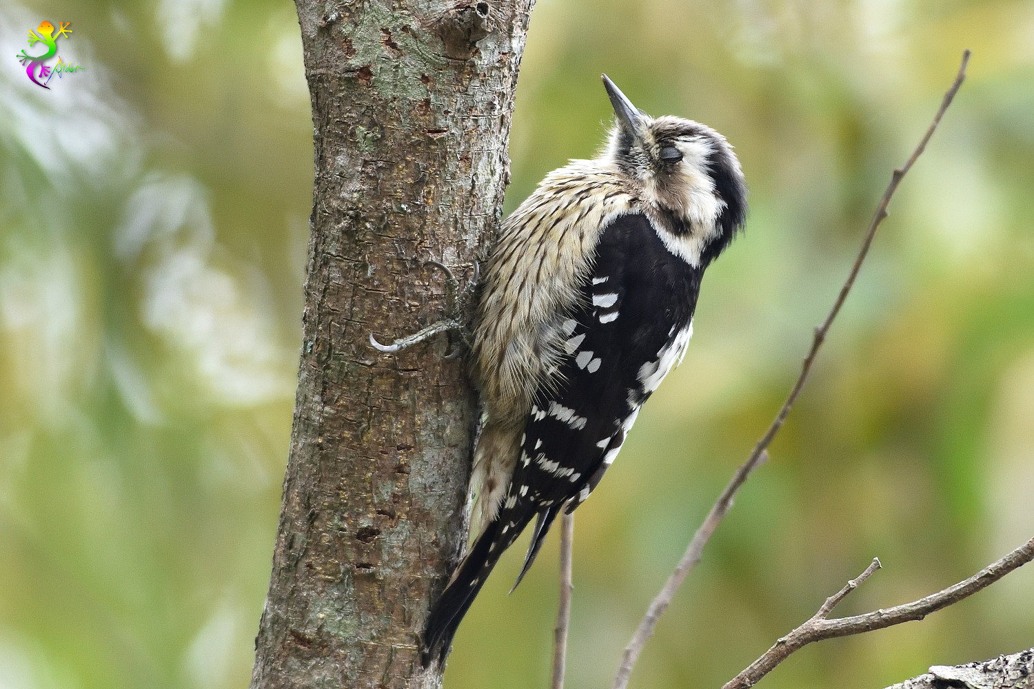 Grey-headed Pygmy Woodpecker_0740