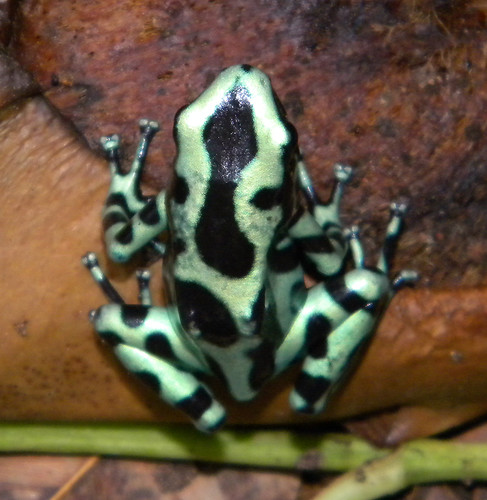 A green and black patterned frog in Costa Rica