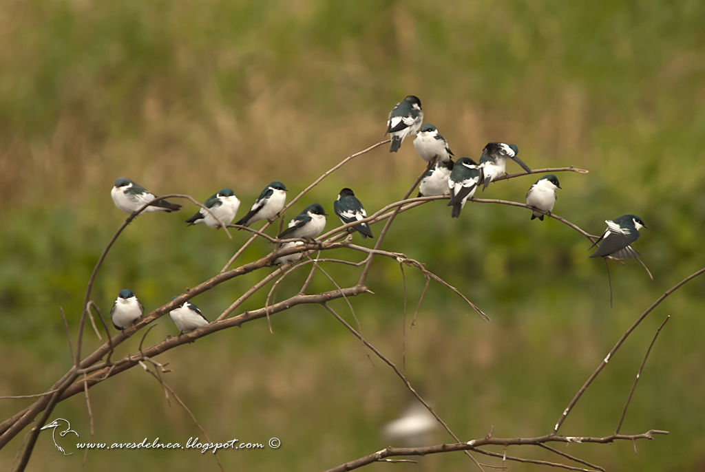 Golondrina ala blanca (White-winged Swallow) Tachycineta albiventer
