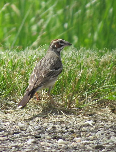 Lark Sparrow at Moraine View State Park in McLean County, IL 09