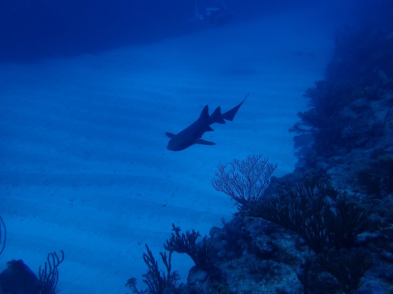 Scuba Dive Belize