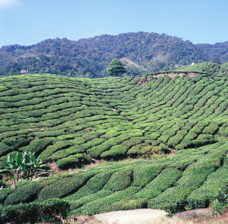 Cameroon Highland Green Tea Farm
