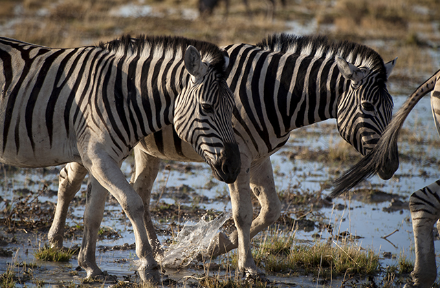 NAMIBIA & KRUGER por libre: 21 días Very WILD - Blogs de Africa Sur - Parque Nacional ETOSHA (34)