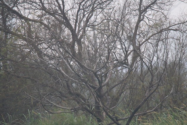 珠頸斑鳩、黑領椋鳥