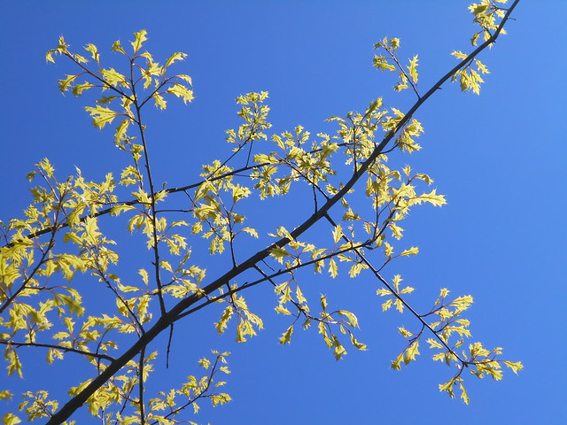 Otatammen (Quercus palustris) puolilehtisyyttä 12.6.2015 Meilahden arboretum Helsinki